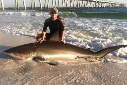 CATCHING SHARKS IN NAVARRE • Navarre Newspaper