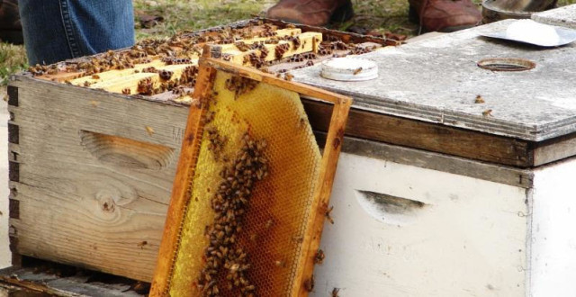 Panhandle Beekeeping Course