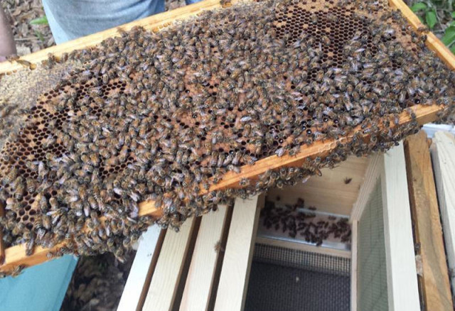 beekeeping