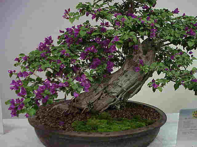 bonsai