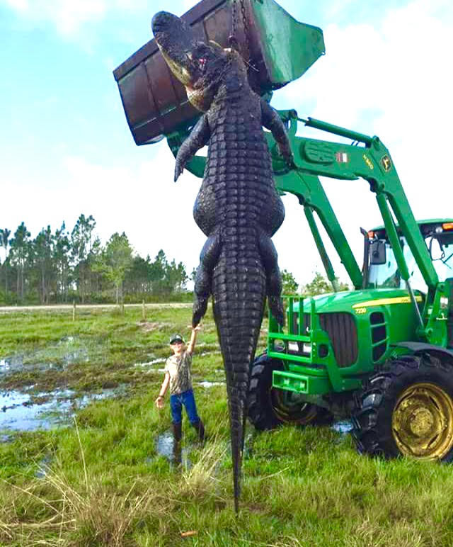 gator