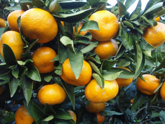 citrus