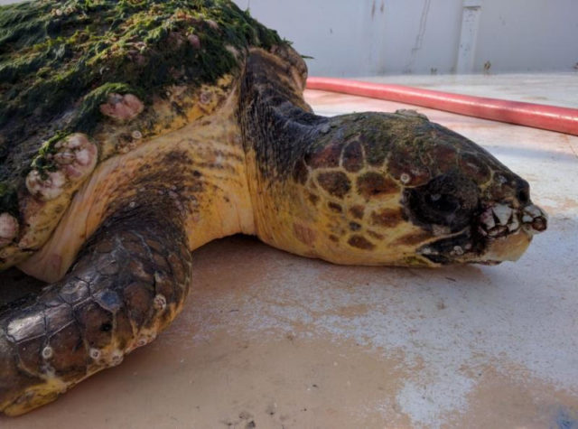 turtle