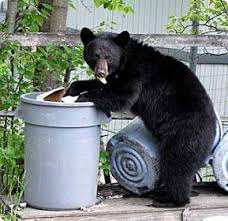 Bear-Wise Safety Ordinance