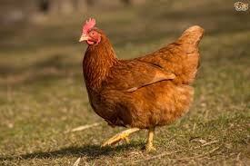 Raising Chickens