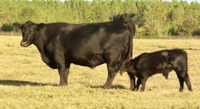 Cattle Production Workshop