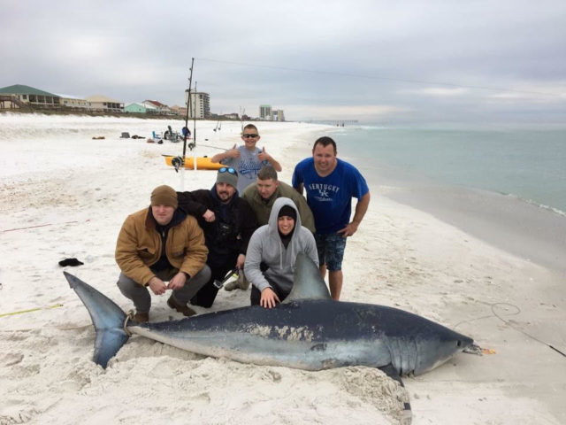 Mako Shark