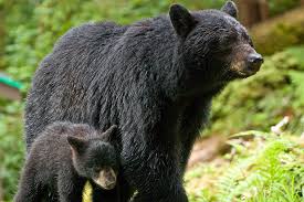 bear