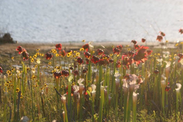 flowers "Wildflower Area"