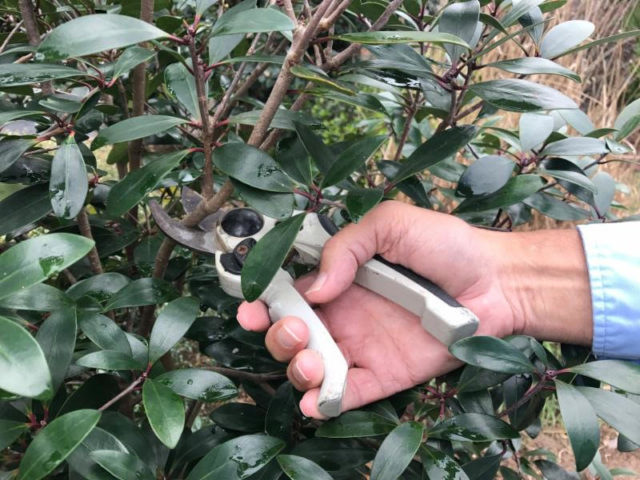 pruning