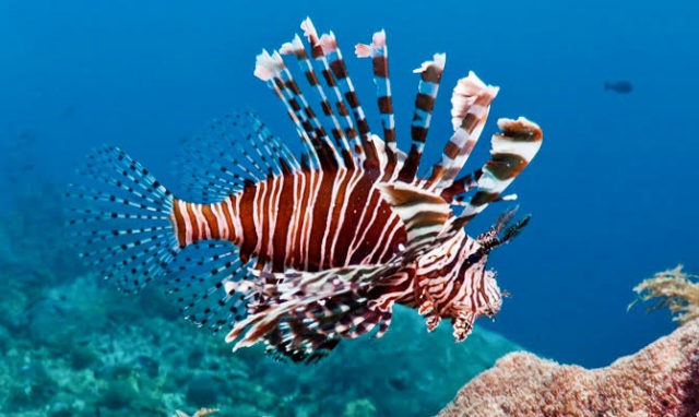 Lionfish