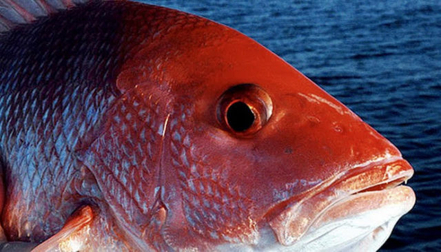 red snapper