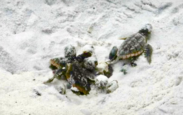 Sea turtle nesting season