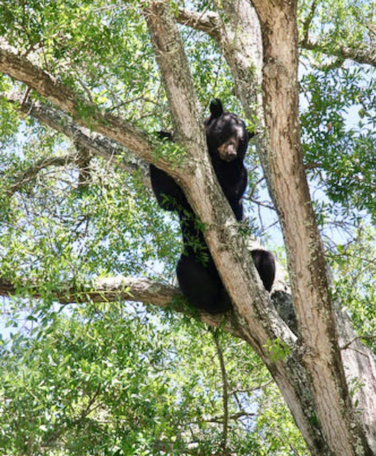 black bear