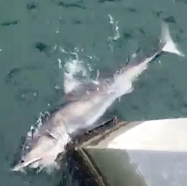 Great White Shark caught off Navarre Pier • Navarre Newspaper