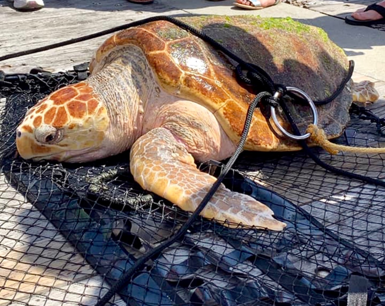 LARGE TURTLE RESCUED • Navarre Newspaper