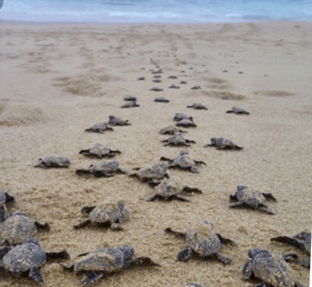 Loggerhead Turtles hatched last night • Navarre Newspaper