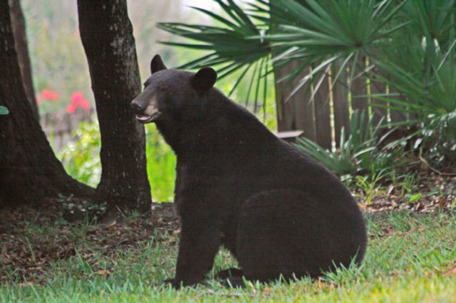 longwood-bear-fwc_original