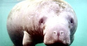 Successful Efforts to Protect Florida’s Manatees